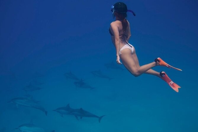 Private Speedboat To Dolphin House With Parasailing - Hurghada - Is $80 per person fair value?