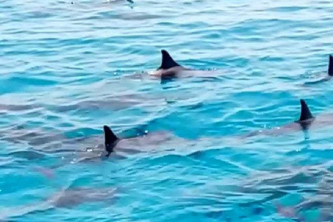 PRIVATE TOUR ! 4-Hours Swiming with dolphins, snorkeling, island by speed boat - Leaving Hurghada by speedboat