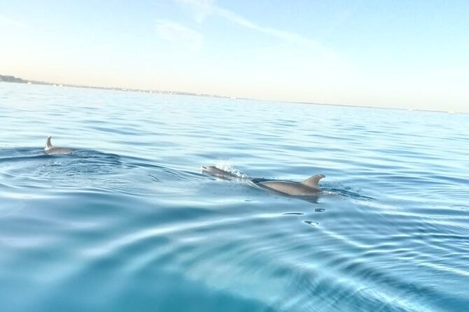 PRIVATE TOUR ! 4-Hours Swiming with dolphins, snorkeling, island by speed boat - Searching for dolphins at Dolphin House