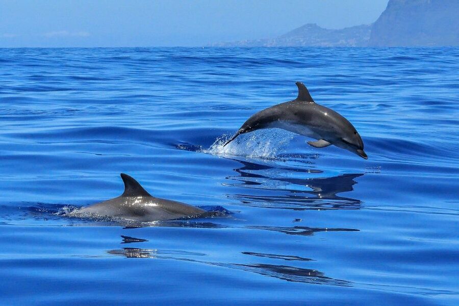 Puerto Colon: Dolphin and Whale Watching Speedboat Cruise - The South Tenerife coast from the water