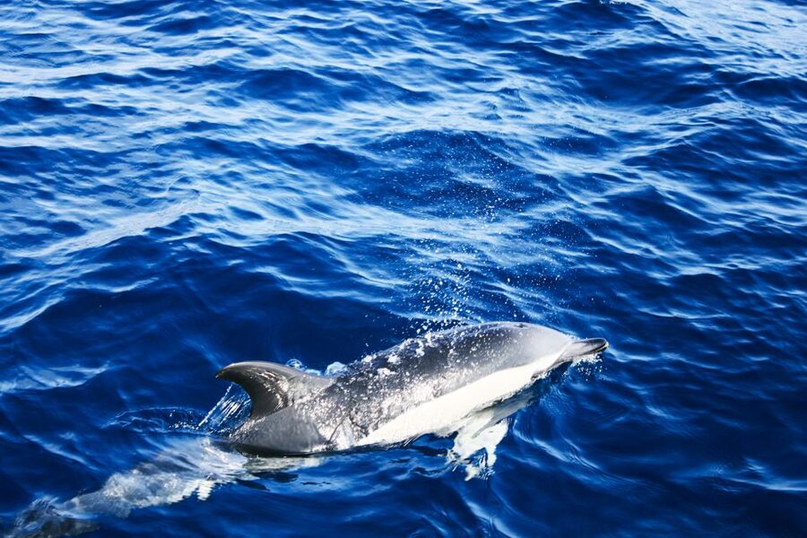 Puerto del Carmen: Dolphin-Watching Speedboat Tour with Swim - The swim stop in clear Atlantic water