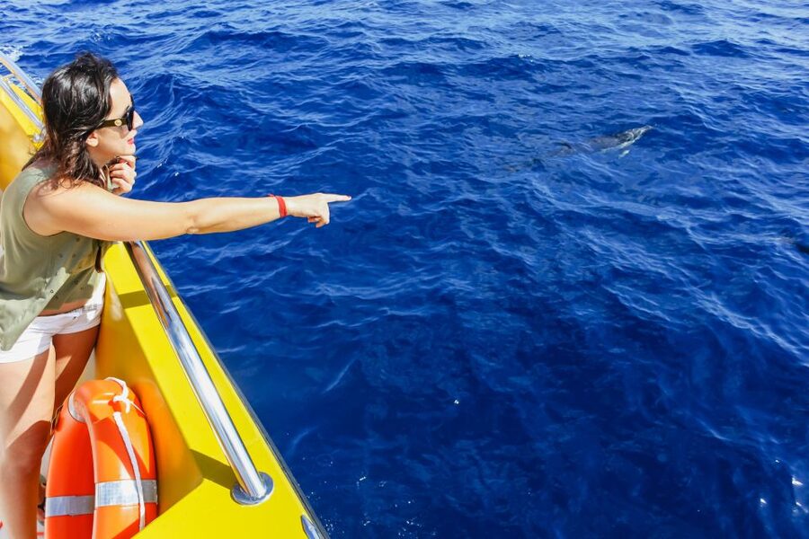 Puerto del Carmen: Dolphin-Watching Speedboat Tour with Swim - Is $41 good value for 90 minutes?