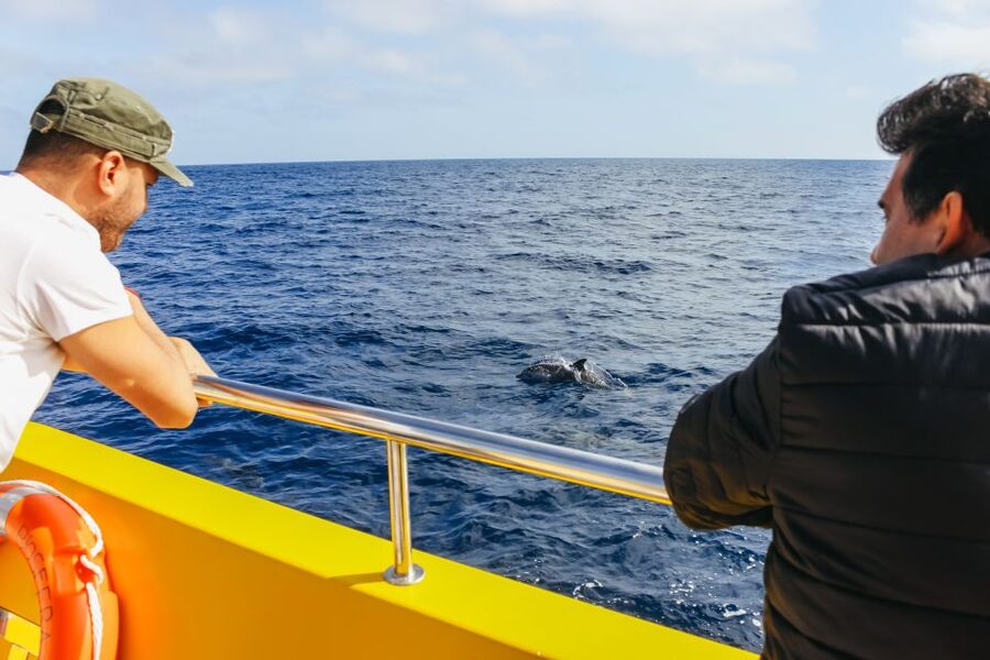 Puerto del Carmen: Dolphin-Watching Speedboat Tour with Swim - Who will enjoy this boat trip most?