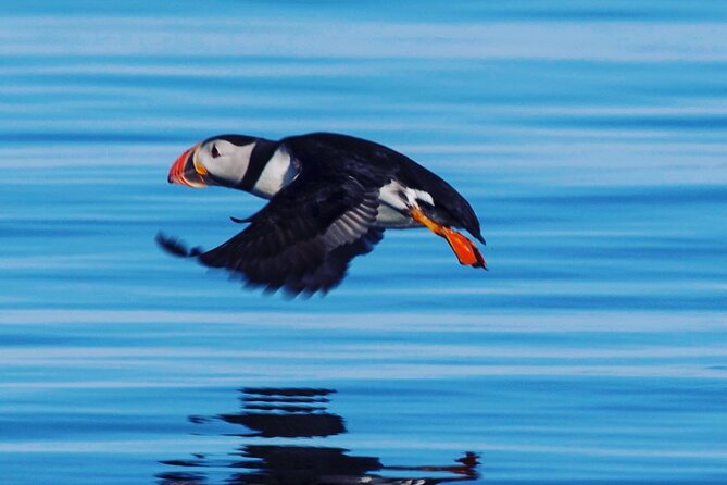 Puffin Express by RIB Speedboat from Reykjavík - Reaching Lundey or Akurey