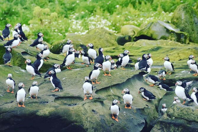 Puffin Express by RIB Speedboat from Reykjavík - More than puffins: fulmars, gulls, and Arctic terns
