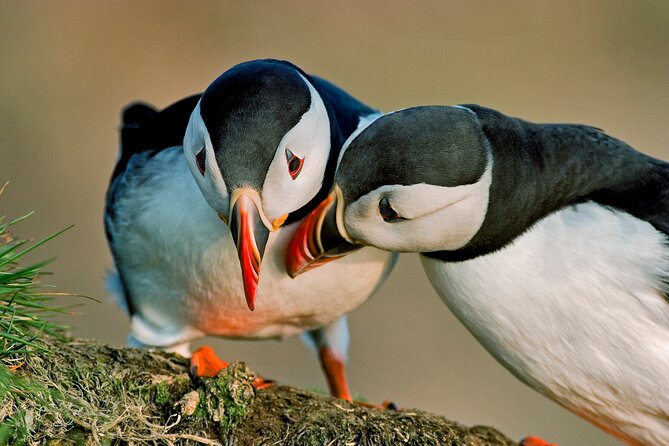 Puffin Express by RIB Speedboat from Reykjavík - Who should book this Reykjavík excursion?