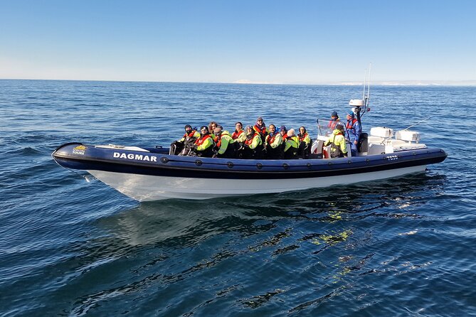 Puffin Express by RIB Speedboat from Reykjavík - Booking, weather, and practical details