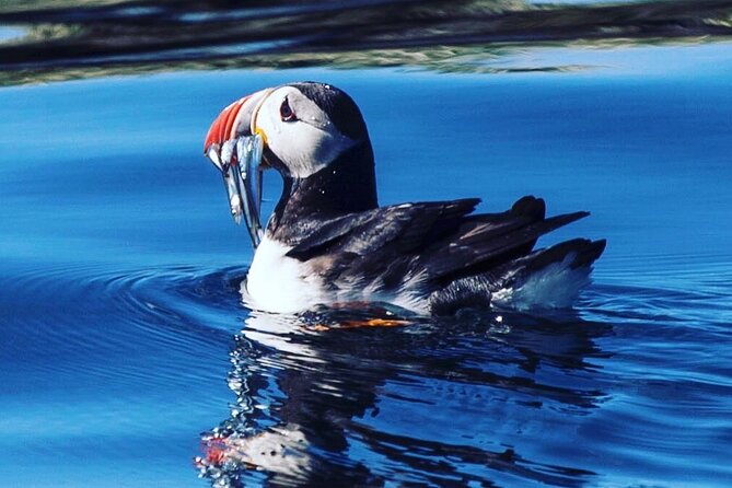 Puffin Express by RIB Speedboat from Reykjavík - What the RIB ride is really like