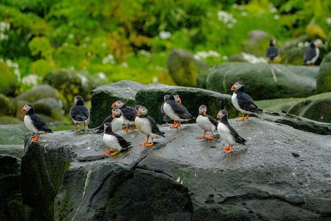 Puffin Watching Speedboat Express - Harpa, the city shore, and the route out
