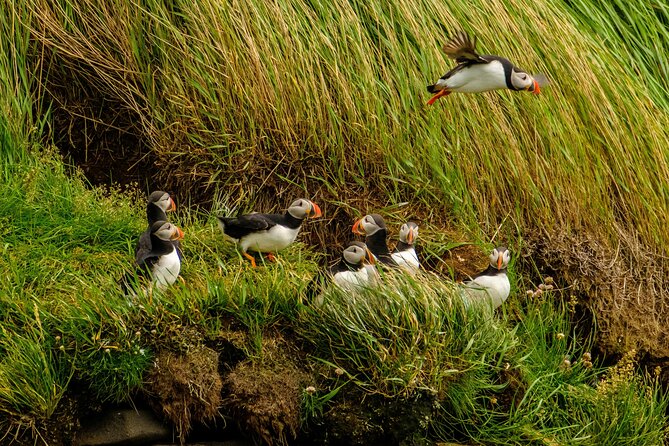 Puffin Watching Speedboat Express - Warm clothing and what the boat feels like
