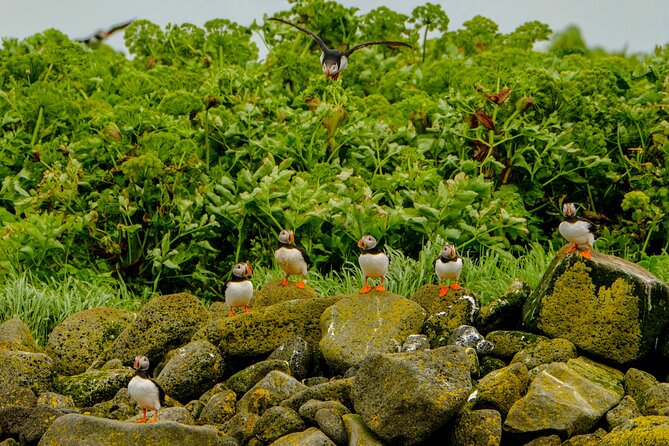 Puffin Watching Speedboat Express - The $76 price and what you receive