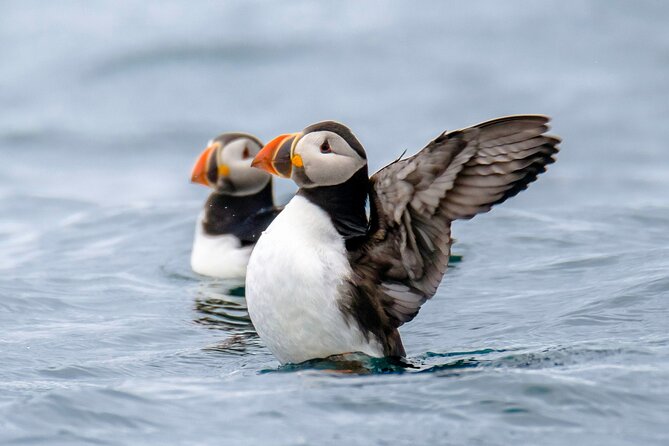 Puffin Watching Speedboat Express - Who will enjoy this puffin trip most