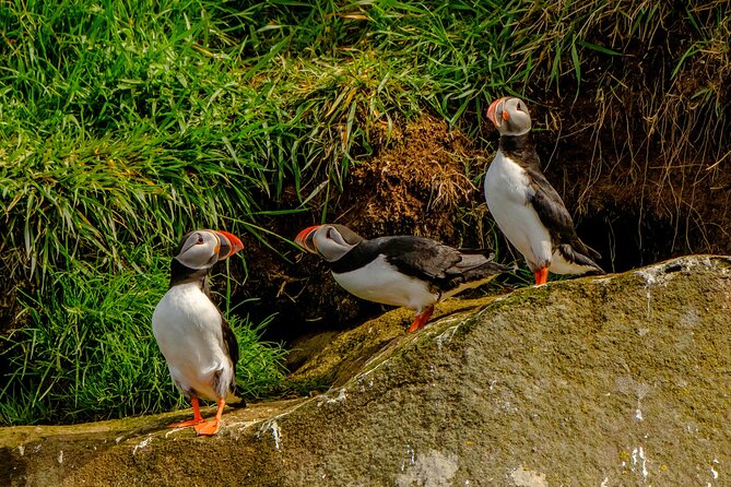 Puffin Watching Speedboat Express - Booking details that matter