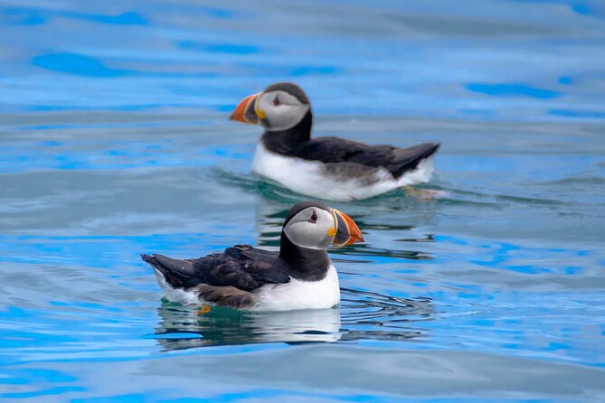 Puffin Watching Speedboat Express - Guides who make the short trip count