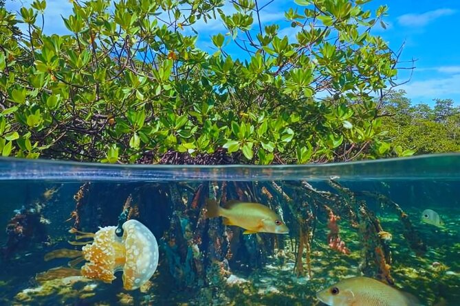 Punta Cana Speed Boat to Saona Island with Lunch & Natural Pools - Weather, cancellation, and what to pack