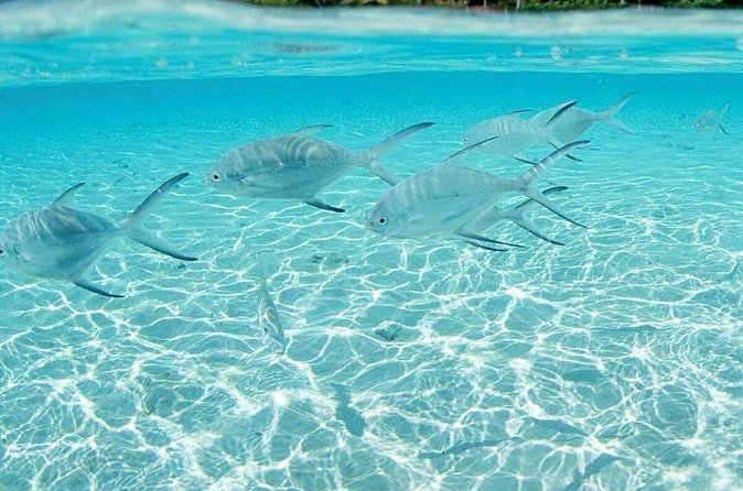 Punta Cana Speed Boat Tour and Snorkeling - Is $225 a fair price?