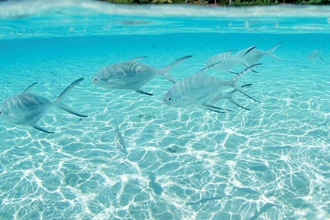 Punta Cana Speed Boat Tour and Snorkeling - Timing, equipment, and small practical choices