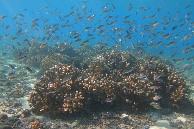 Punta Cana Speed Boat Tour and Snorkeling - Playa Los Corales and the underwater stop