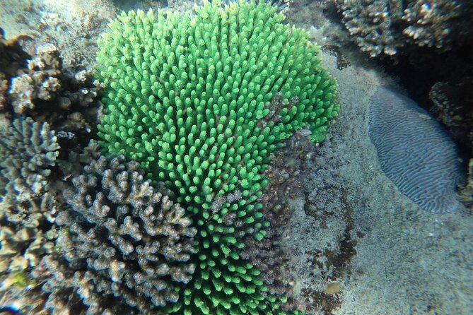 REAL snorkel &island hopping by SPEEDBOAT-EXPLORE CUISINES(MAX12) - Guides make the difference on this trip