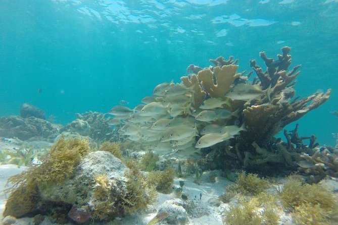 Reef Snorkeling & Jungle Speedboat Adventure with Mayan Ceremony - What the $59 price really covers