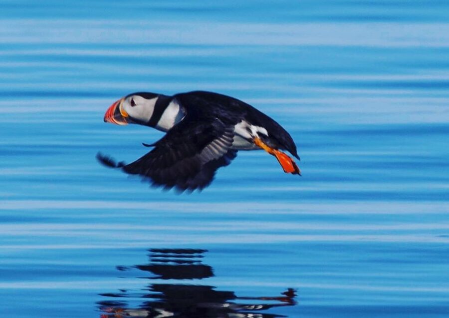 Reykjavik: Puffin Watching Tour by RIB Speedboat - The 15-minute ride to Lundey and Akurey