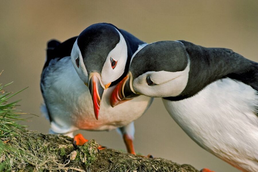 Reykjavik: Puffin Watching Tour by RIB Speedboat - Who will get the most from this experience
