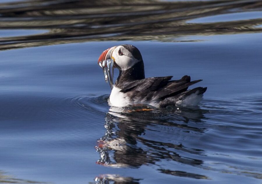 Reykjavik: Puffin Watching Tour by RIB Speedboat - From the wooden hut to the open bay