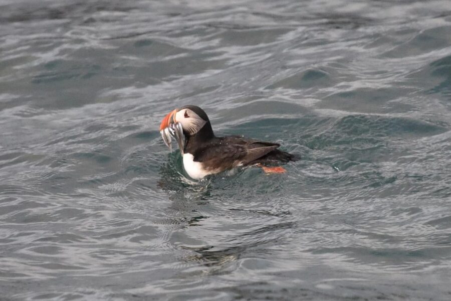 Reykjavík: RIB Speed-Boat Puffin Watching Tour - Leaving Reykjavík and seeing Harpa from the water