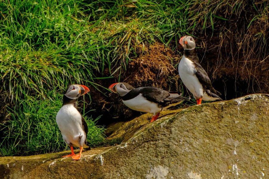 Reykjavík: RIB Speed-Boat Puffin Watching Tour - When this tour fits best into your Reykjavík plans