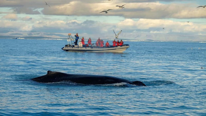 Reykjavik: Whale and Puffin Watching RIB Boat Tour - Key points at a glance