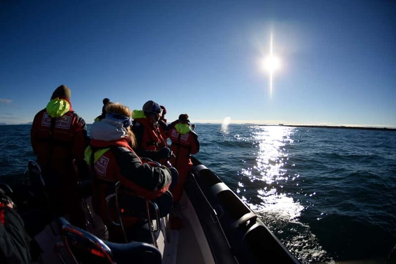 Reykjavik: Whale and Puffin Watching RIB Boat Tour - Should you book the Elding RIB tour?