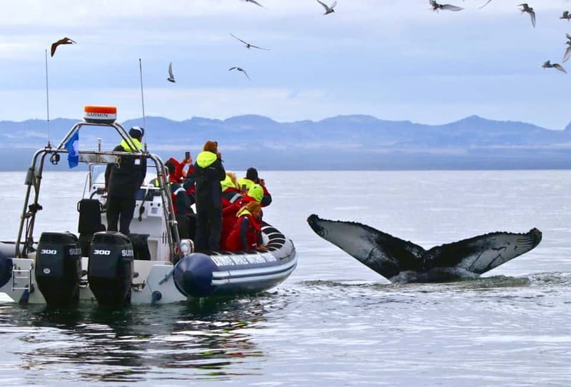 Reykjavik: Whale and Puffin Watching RIB Boat Tour - Why the RIB makes a difference in Faxaflói Bay