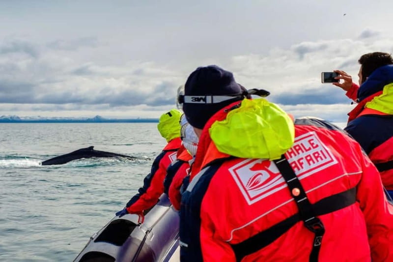 Reykjavik: Whale and Puffin Watching RIB Boat Tour - Searching for humpbacks, minkes, dolphins, and porpoises