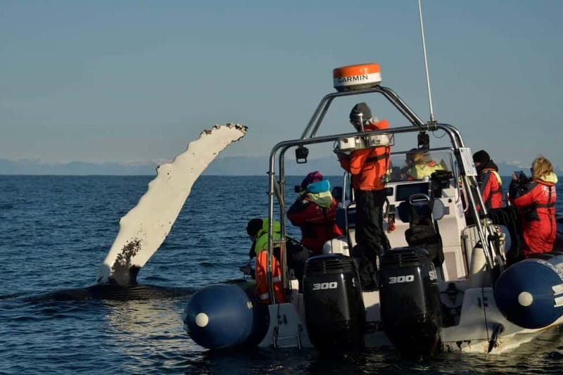 Reykjavik: Whale and Puffin Watching RIB Boat Tour - What the guide adds to the ride