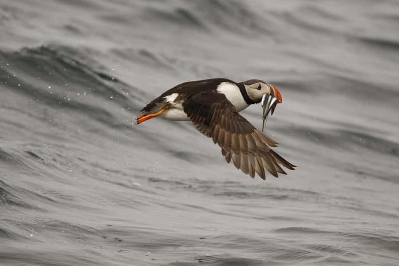Reykjavik: Whale and Puffin Watching RIB Boat Tour - The ride: warm gear, spray, and serious bouncing