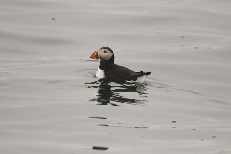 Reykjavik: Whale and Puffin Watching RIB Boat Tour - The return past Harpa and Sun Voyager