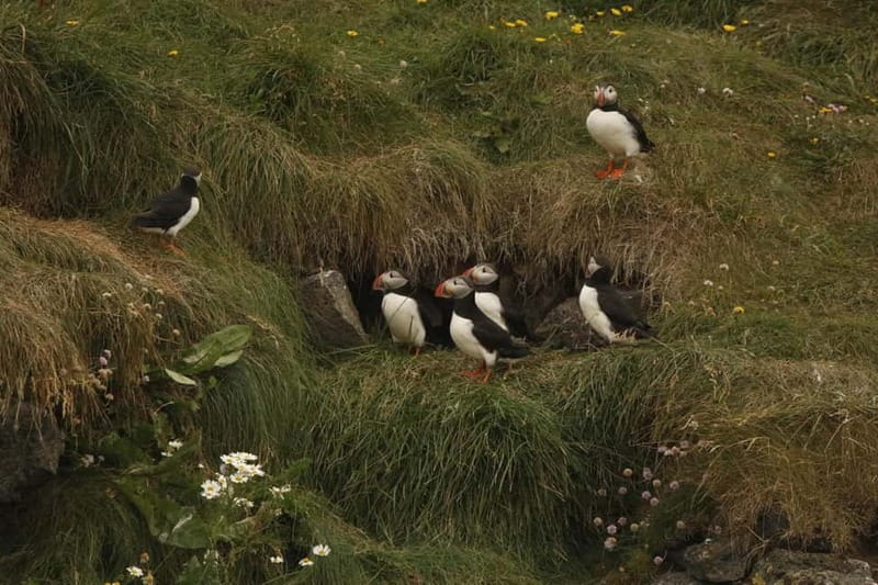 Reykjavik: Whale and Puffin Watching RIB Boat Tour - Is $200 a fair price for two hours?