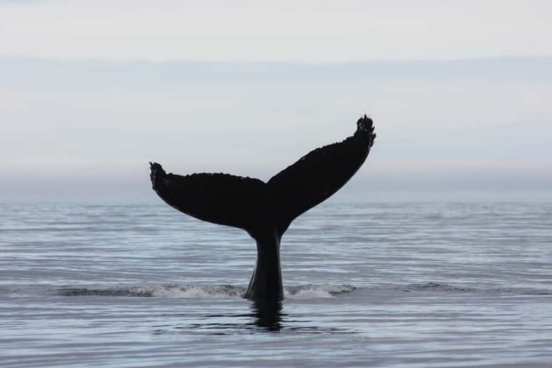Reykjavik: Whale and Puffin Watching RIB Boat Tour - Who should book this Reykjavik wildlife trip?