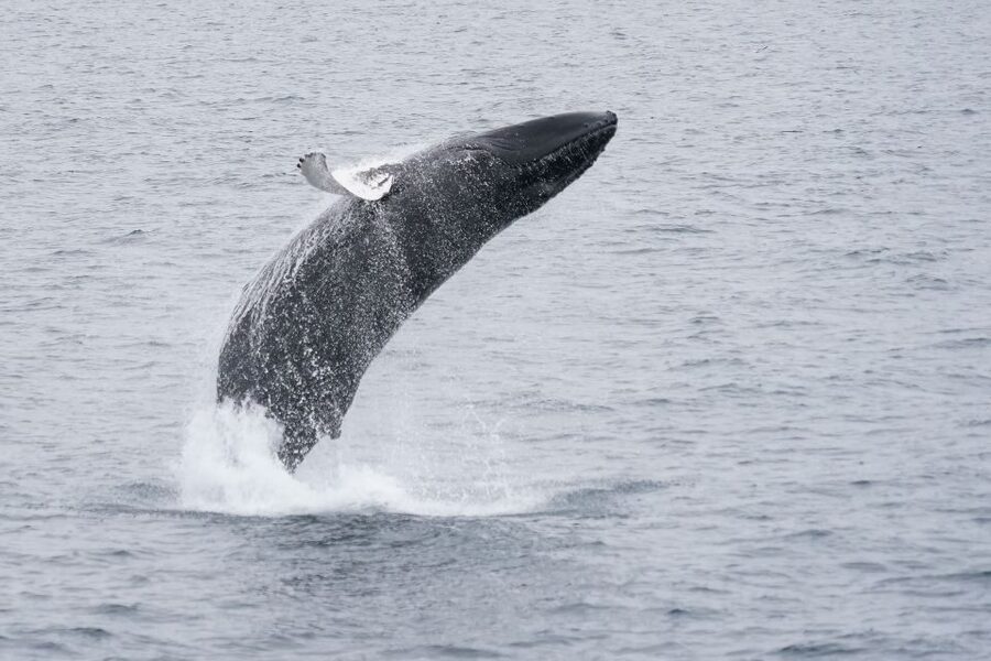 Reykjavik: Whale Watching by RIB Speedboat - What the guides add
