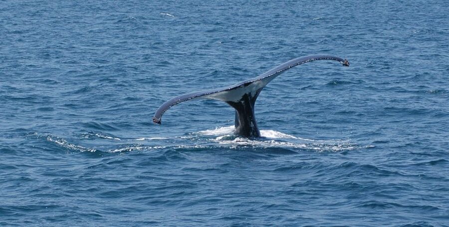 Reykjavik: Whale Watching by RIB Speedboat - Warm clothing helps, but cold wind still wins