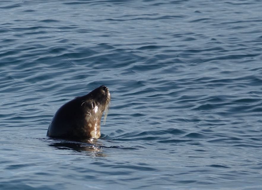 Reykjavik: Whale Watching by RIB Speedboat - Is $200 a fair price?
