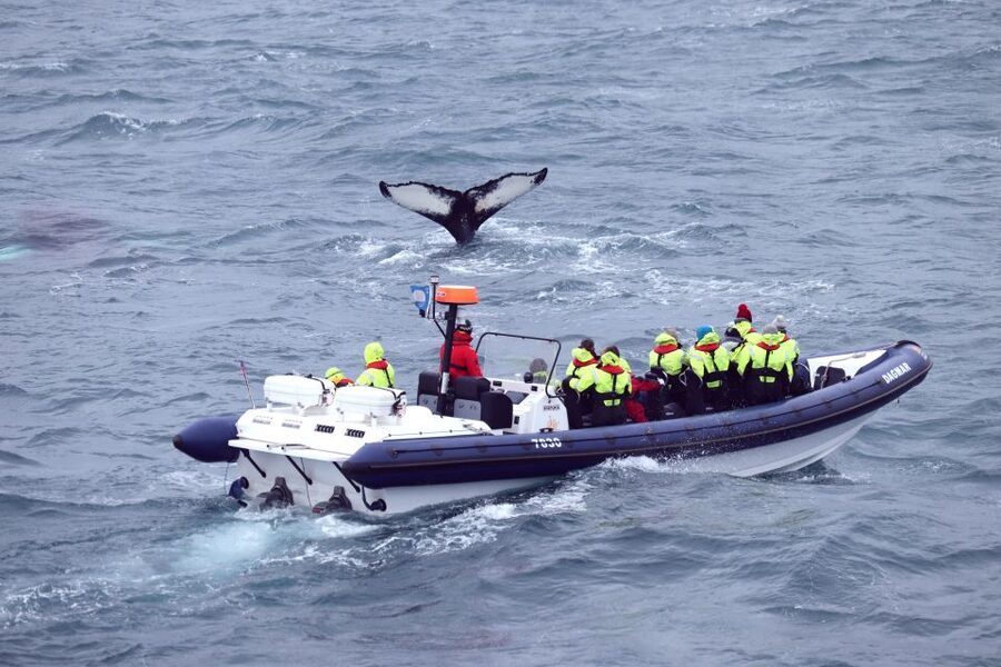 Reykjavik: Whale Watching Tour by RIB Boat - My call: book it for the boat as much as the whales