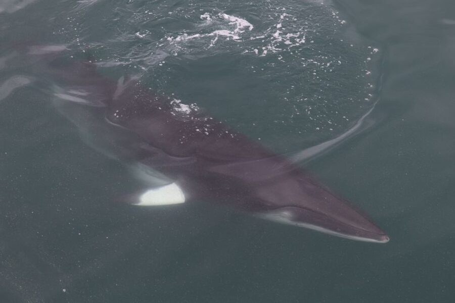 Reykjavik: Whale Watching Tour by RIB Boat - Dolphins, porpoises and the surprises between whales