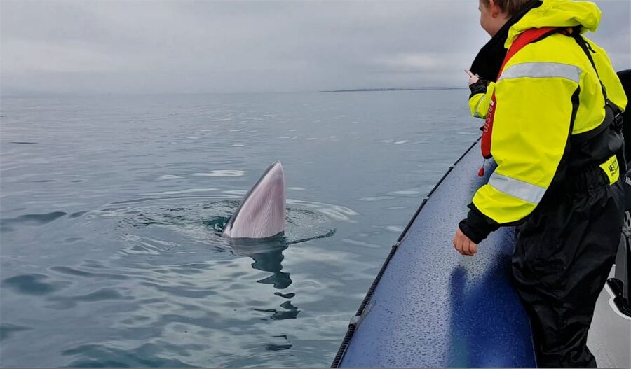Reykjavik: Whale Watching Tour by RIB Boat - Akurey and the summer puffin stop