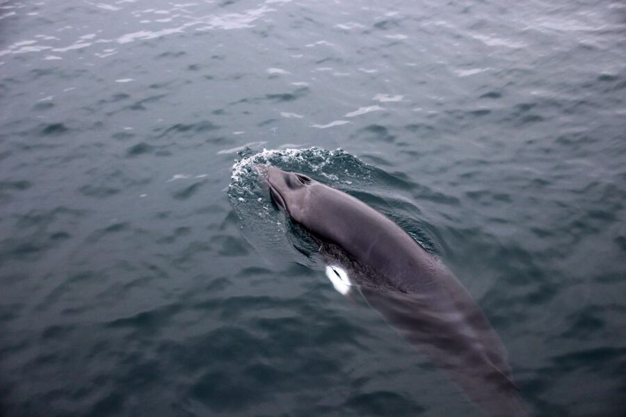 Reykjavik: Whale Watching Tour by RIB Boat - What the RIB ride feels like in real use