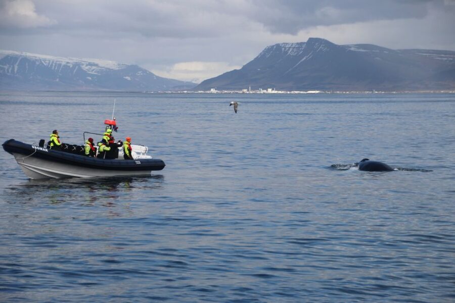 Reykjavik: Whale Watching Tour by RIB Boat - Who should choose this tour