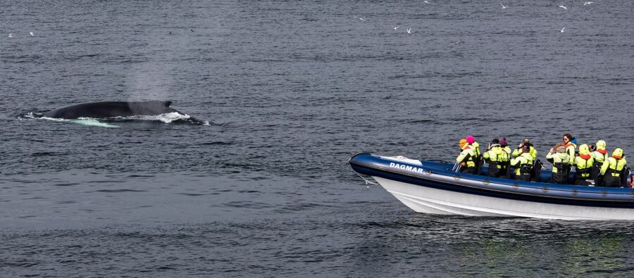 Reykjavik: Whale Watching Tour by RIB Boat - Simple ways to prepare