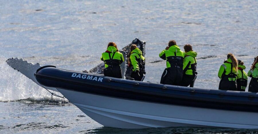 Reykjavik: Whale Watching Tour by RIB Boat - Searching Faxaflói Bay for whales