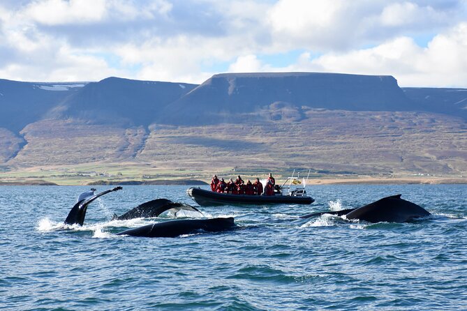 RIB boat express: Whales, Eyjafjord and Akureyri - Key points at a glance