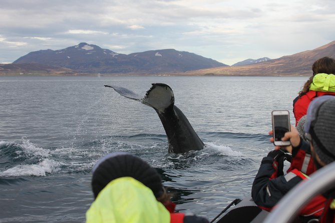 RIB boat express: Whales, Eyjafjord and Akureyri - Why the small RIB makes a difference